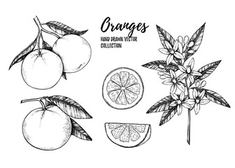 Hand drawn vector illustration - Collections of Oranges. Branches with citrus fruits. Flowering plant with leaves. Perfect for packing, greeting cards, invitations, prints etc - 157526156