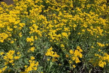 Flowering plants of Alyssum montanum in spring