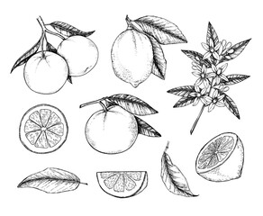 Hand drawn vector illustration - Collections of Lemons and Oranges. Branches with citrus fruits. Flowering plant with leaves. Perfect for packing, greeting cards, invitations, prints etc - 157526190
