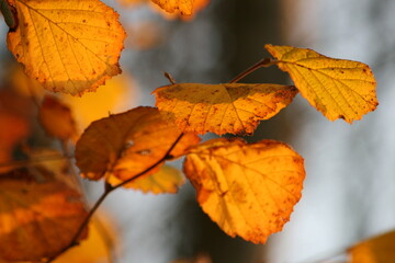 Haselnussstrauch im Herbst