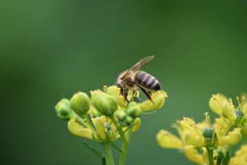 Bee macro on yellow flower