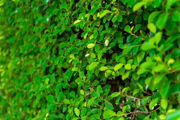 Close-up of a hedge on the wall, green leaves of a bush