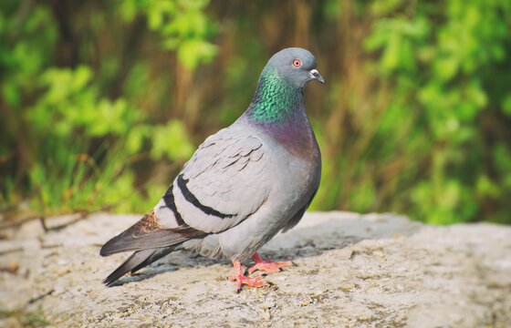 Portrait of rock pigeon on the rock.