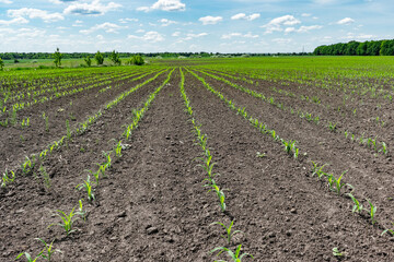 Corn field in summer
