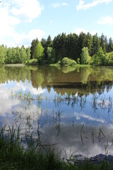 Waldlandschaft gespiegelt 