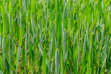 Fototapeta premium Wheat field in summer
