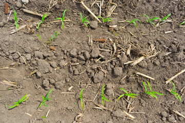 Corn field in summer