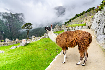 Obraz premium Lama at Machu Picchu, Sacred Valley, Cusco - Peru
