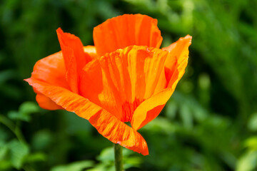 Orange poppy flower in garden
