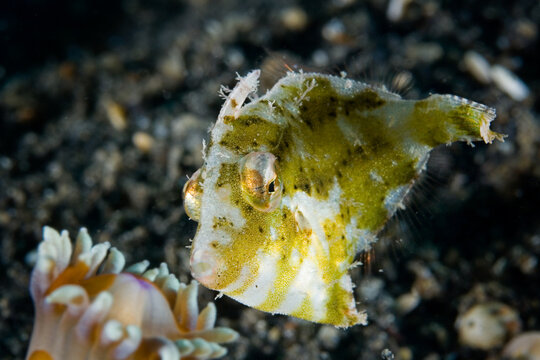 รูปภาพFilefish – เลือกดูภาพถ่ายสต็อก เวกเตอร์ และวิดีโอ2,037 | Adobe Stock