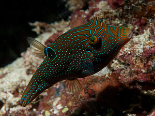 Ballon Fish 