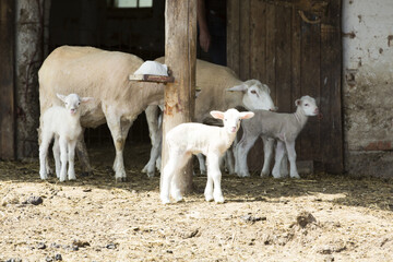 Goats and Sheep outdoors on a farm