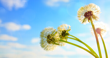 Dandelion against blue sky in spring season.