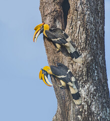 malabar hornbill © Praveen