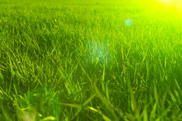 Green grass close-up in sunset. Summer or spring meadow. Nature background