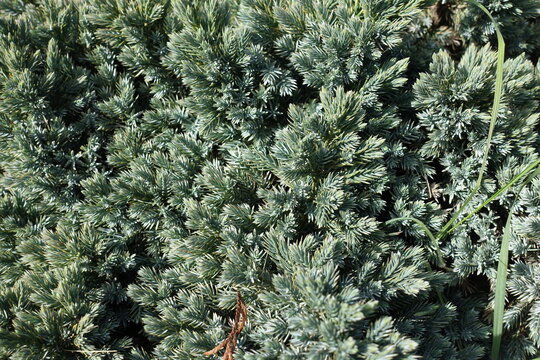 Glaucous blue green needles of flaky juniper