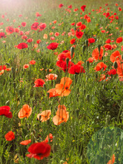 Fototapeta na wymiar Field of poppies