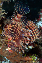 Lion fish