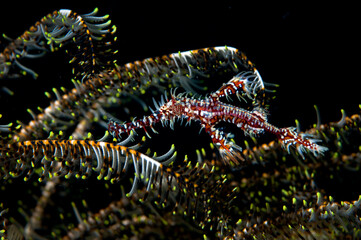 Ghost Fish