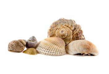 Several sea shells on a white background
