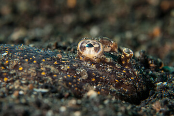 Indonesian sole Fish