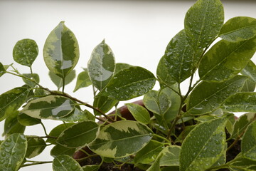 Листья фикуса с каплями воды