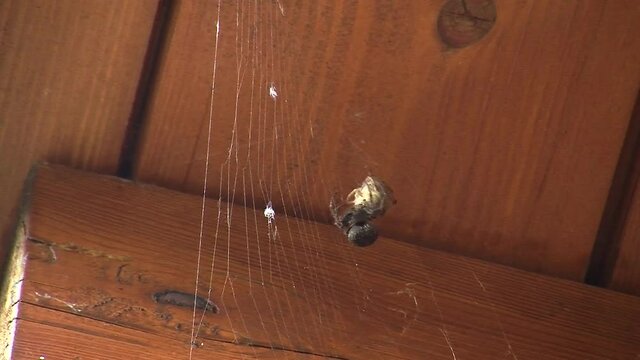 Die schwarze Spinne umgarnt ihre noch lebende Beute (ein Falter) im Spinnennetz