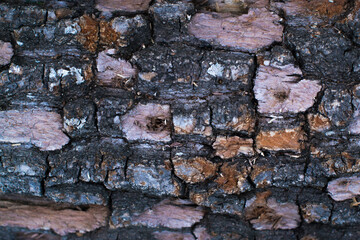 Bark of a tree background.