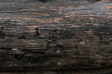 Bark of a tree background.