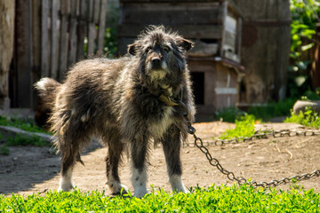 Mongrel dog on a chain in the village guarding the homestead. Dog in the yard
