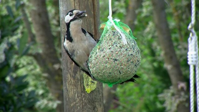 Specht (Buntspecht) und gro&szlig;er Meisenkn&ouml;del   - Gro&szlig;aufnahme