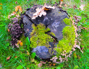 Mushrooms toadstools are grown on stumps.
