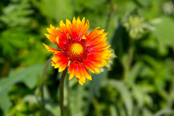 Gaillardia (Blanket Flower) on meadow