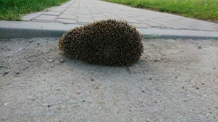 Hedgehog near pedestrian zone