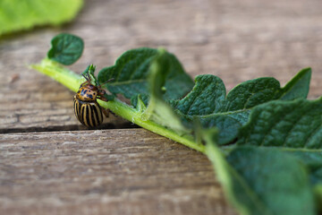 Colorado beetle on leaf macro.