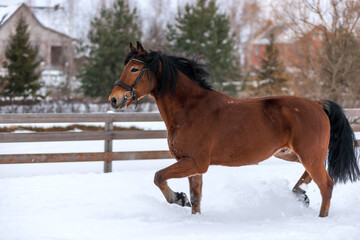 Fototapeta na wymiar Race brown beautiful horse in winter on snow