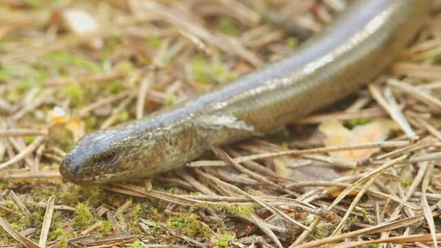 lizard slow worm (Anguis fragilis) slowly creeps away