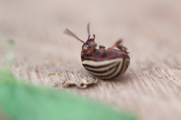 Colorado beetle on leaf macro.