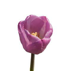 Tulip - 157534148