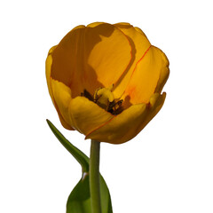 Tulip - 157534156
