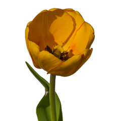 Tulip - 157534169