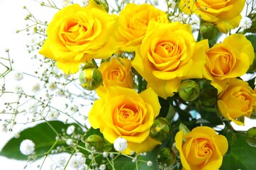 黄色いバラ　