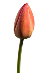Tulip - 157534381