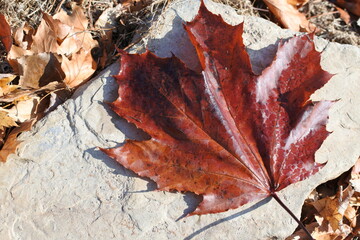maple leaf
