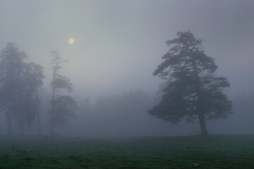 Obraz na płótnie Canvas Foggy morning