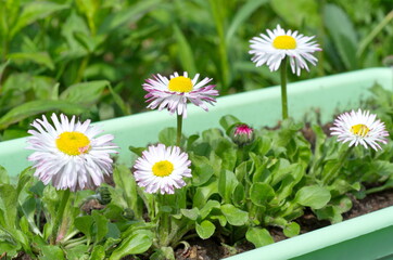 Perennial Daisy (lat. Bellis perennis) in the container © koromelena