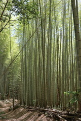 日本の風景　竹林の登山道	