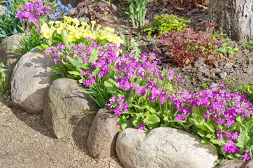 Fototapeta na wymiar Flowerbed with spring flowers
