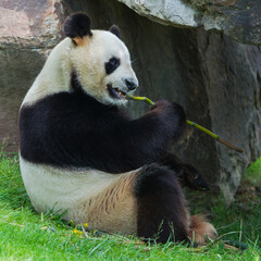 Obraz premium Giant panda eating bamboo