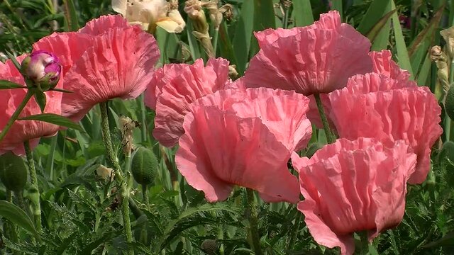Mohnblumen bewegen sich im Wind